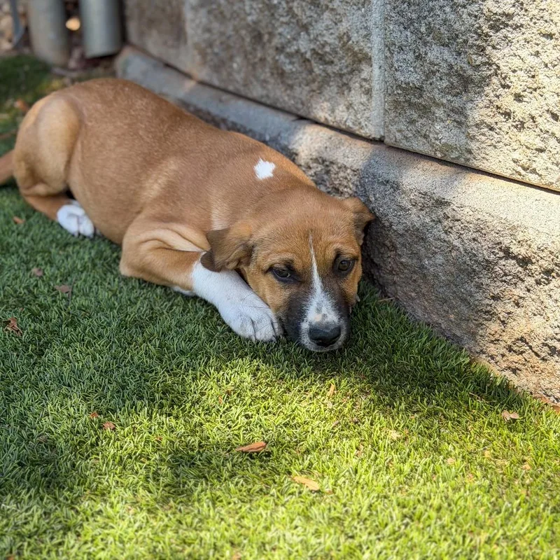 A baby large-sized female Yellow / Tan / Blond / Fawn Anatolian Shepherd dog named Princess Leia for adoption in Gainesville, GA