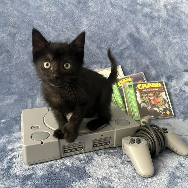 A baby small-sized male Black Domestic Short Hair cat named PlayStation for adoption in Evanston, IL