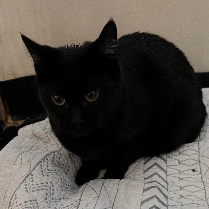 A young small-sized female Black Domestic Short Hair cat named Ivy for adoption in Monticello, IL