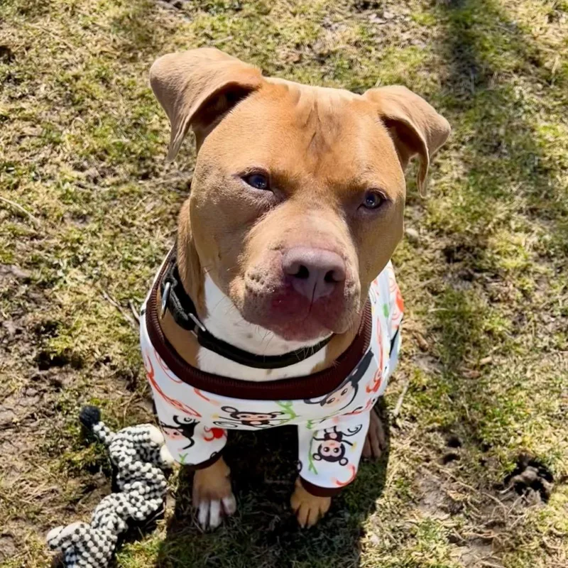 An adult medium-sized male Yellow / Tan / Blond / Fawn Pit Bull Terrier dog named Pequod for adoption in Deerfield, IL