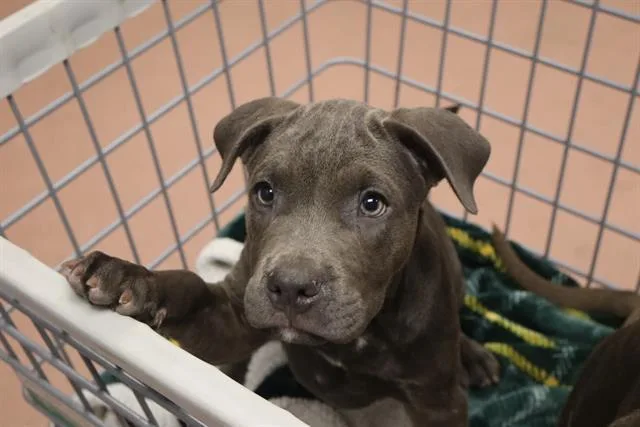A baby small-sized female Mixed Breed dog named Cutie for adoption in Columbia, SC