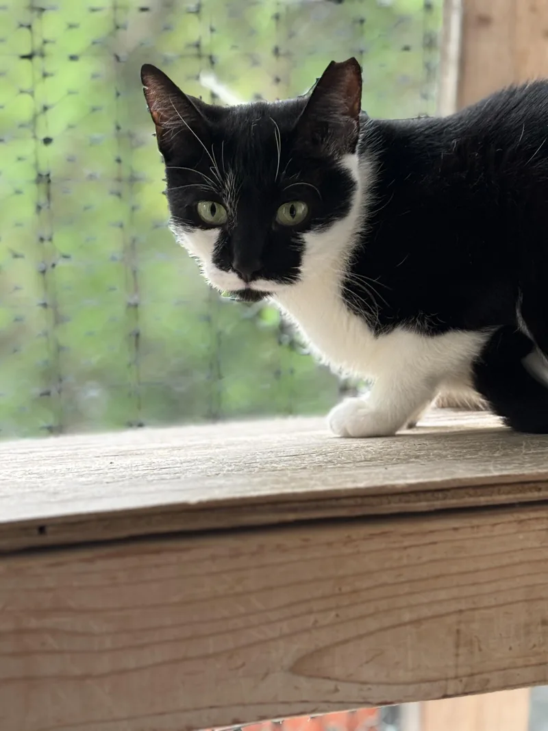A young medium-sized female Black & White / Tuxedo Domestic Short Hair cat named Samantha for adoption in Pittsburgh, PA