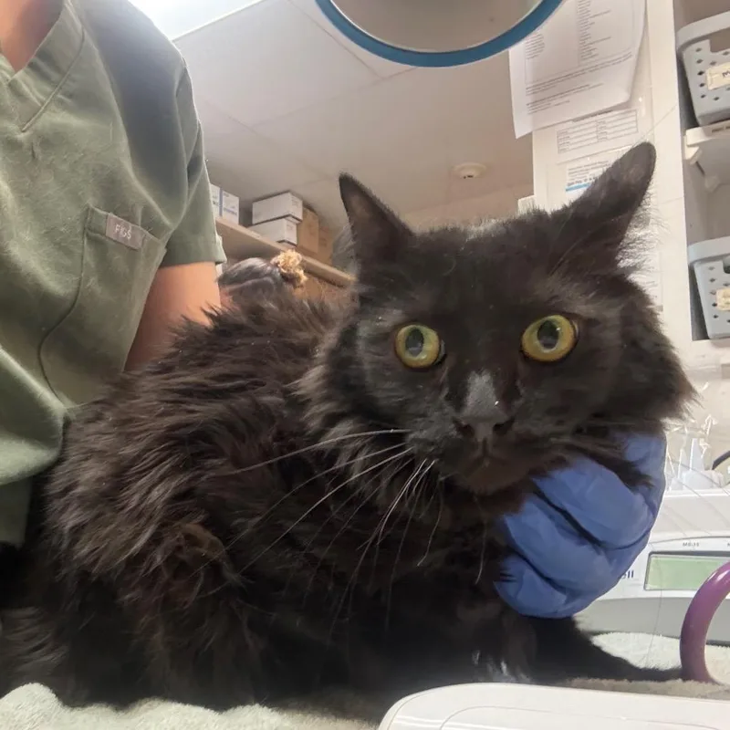 An adult medium-sized male Black Domestic Long Hair cat named Bobo Calm & for adoption in Flagstaff, AZ