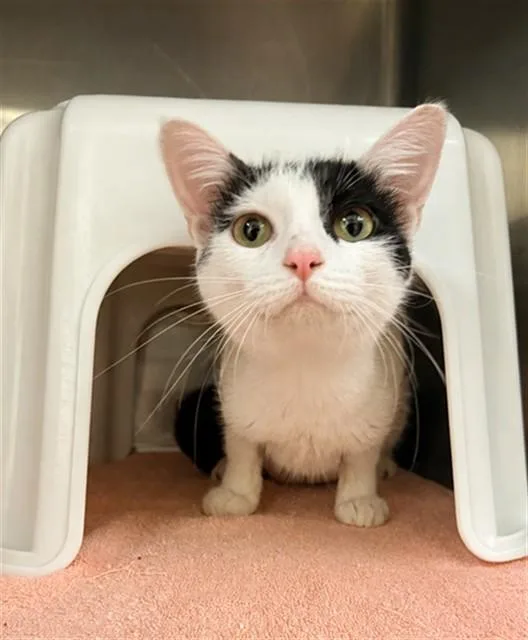 A young medium-sized female Domestic Short Hair cat named Celeste for adoption in Statesville, NC