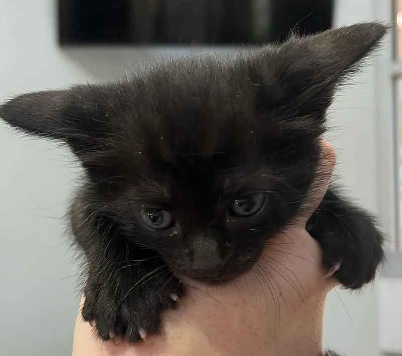 A baby small-sized male Domestic Short Hair cat named Binx for adoption in Richland Hills, TX