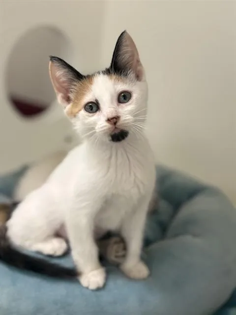 A baby small-sized female Domestic Medium Hair cat named Clasico for adoption in Sugar Land, TX