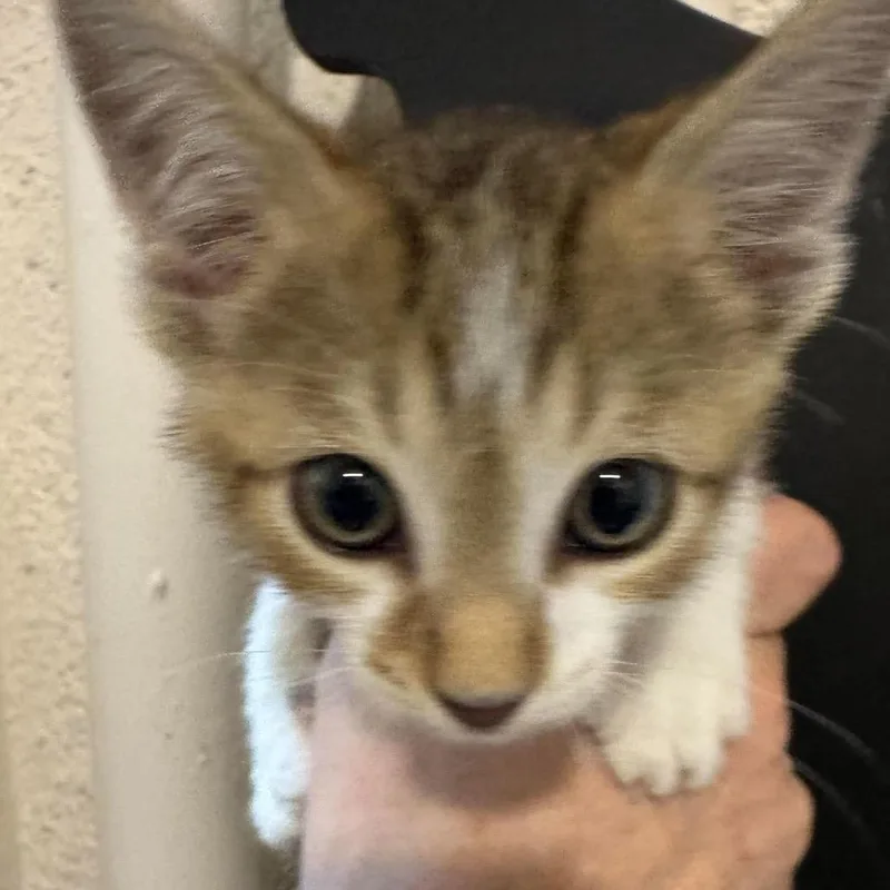 A baby small-sized male Domestic Medium Hair cat named Beau for adoption in Seminole, FL