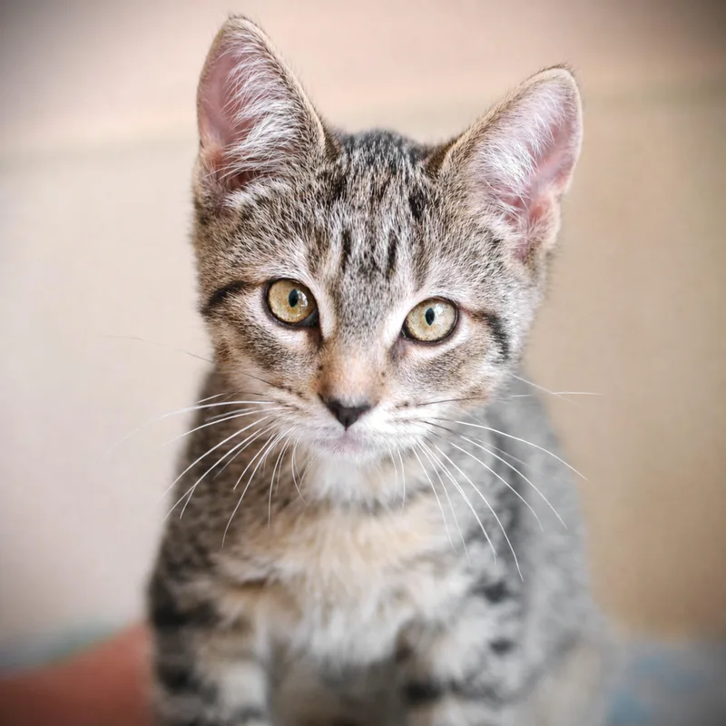 A baby medium-sized male Tabby (Tiger Striped) Domestic Short Hair cat named Skipper for adoption in Amsterdam, NY