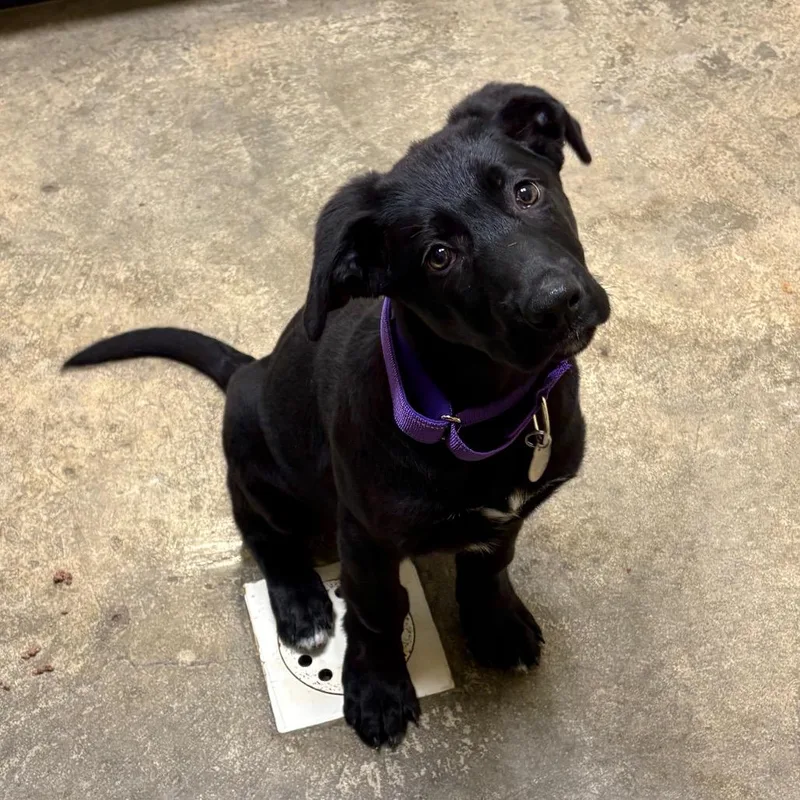 A baby small-sized female Black German Shepherd Dog dog named Bendi for adoption in Shinnston, WV
