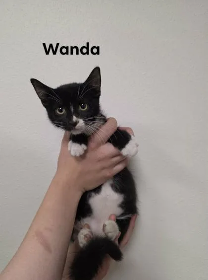 A baby medium-sized female Domestic Short Hair cat named Wanda for adoption in Aberdeen, SD