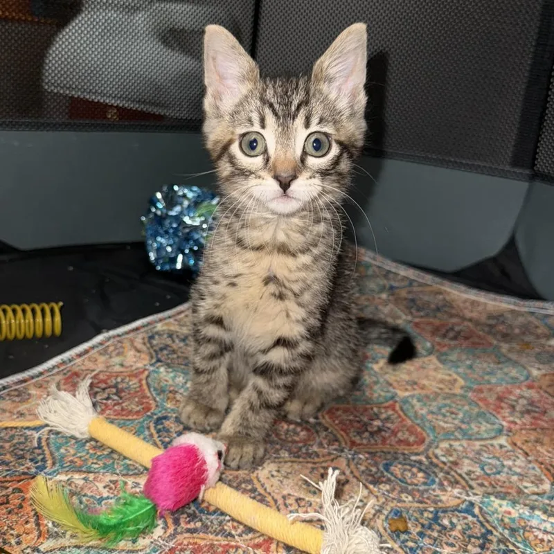 A baby small-sized female Brown / Chocolate Domestic Short Hair cat named Kaalia for adoption in Newark, NJ