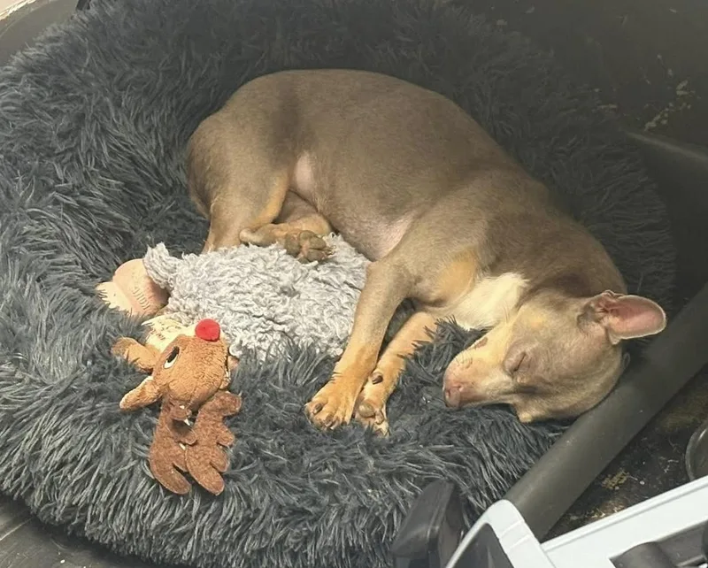 An adult small-sized female Gray / Blue / Silver Chihuahua dog named Lydia for adoption in Fort Worth, TX