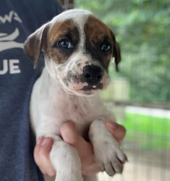 A baby large-sized male Mixed Breed dog named Tiramisu for adoption in Groveland, MA