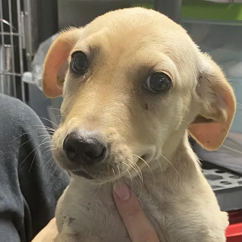 A baby medium-sized female Basset Hound dog named Wilma for adoption in Spencer, IN