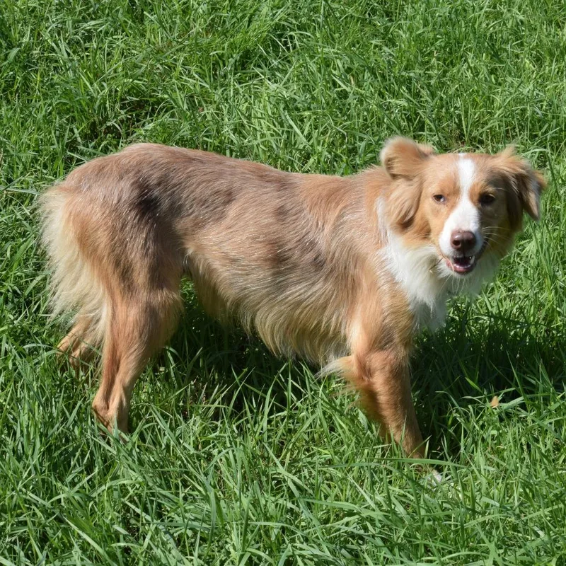 An adult medium-sized female Yellow / Tan / Blond / Fawn Cattle Dog dog named Delilah for adoption in Albert Lea, MN