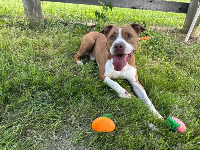 A senior large-sized male Pit Bull Terrier dog named Crash for adoption in Shelbyville, KY