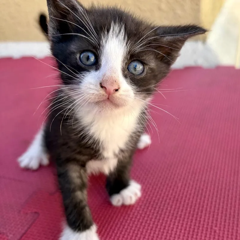 A baby small-sized male Domestic Short Hair cat named Boba for adoption in San Pedro, CA