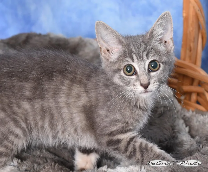 A baby medium-sized female Gray & White Domestic Short Hair cat named Panini for adoption in Pittsboro, NC