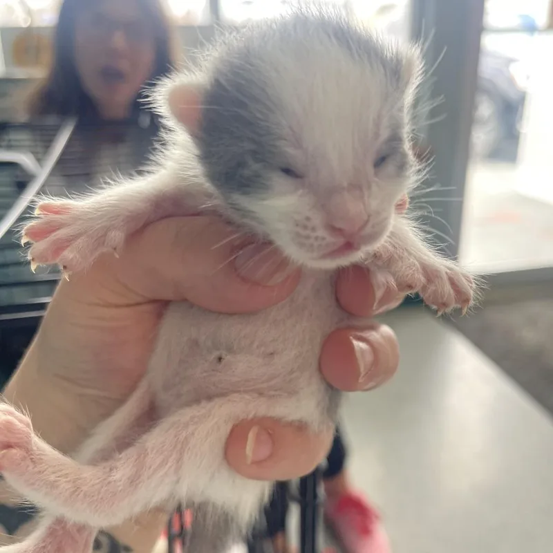 A baby small-sized male White Domestic Short Hair cat named Bosch for adoption in Shawnee, KS