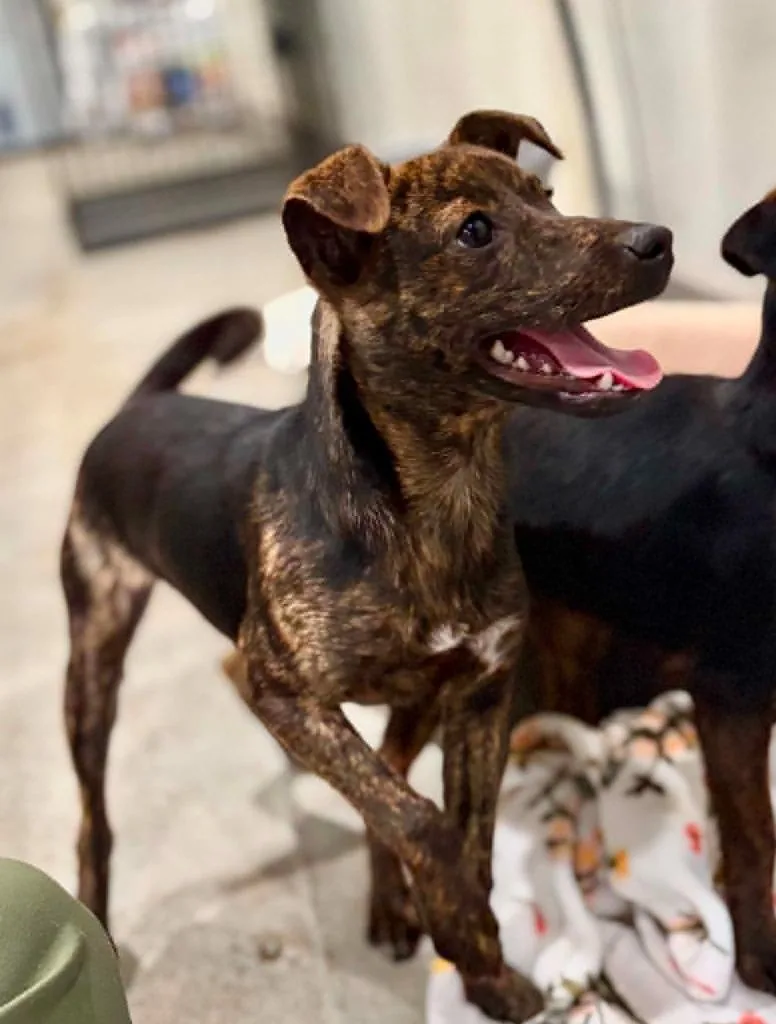 A baby medium-sized female Mixed Breed dog named Bubbles for adoption in Fond Du Lac, WI