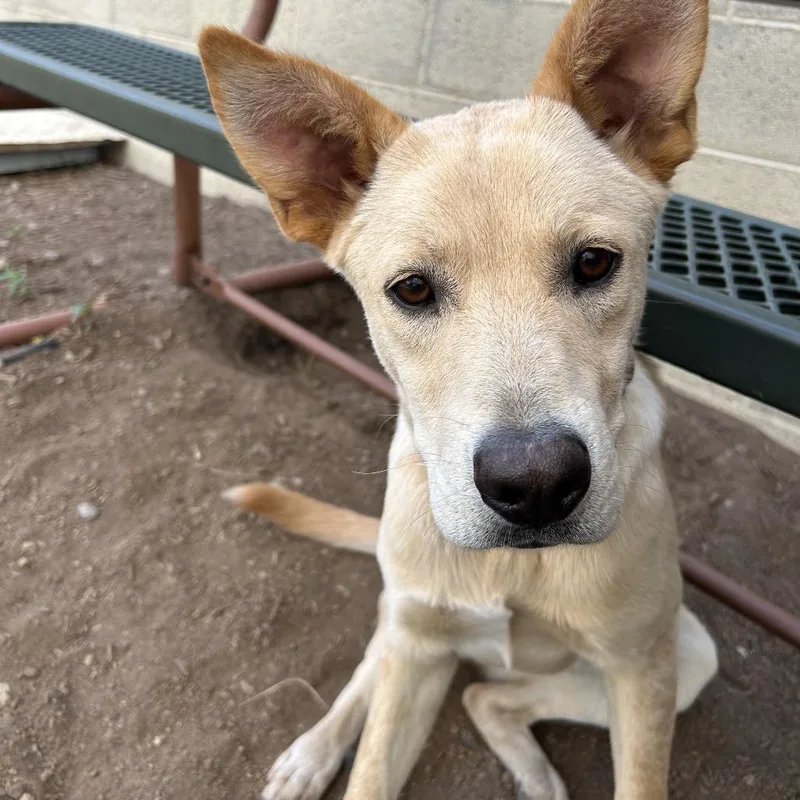 An adult medium-sized female White / Cream Mixed Breed dog named Nala for adoption in Flagstaff, AZ
