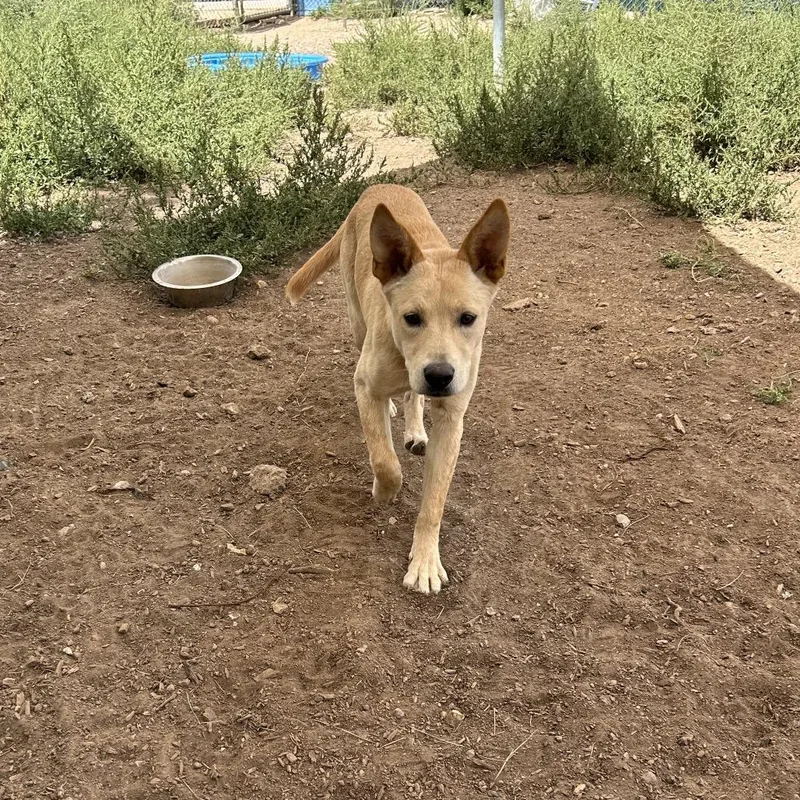 Nala thumbnail 2