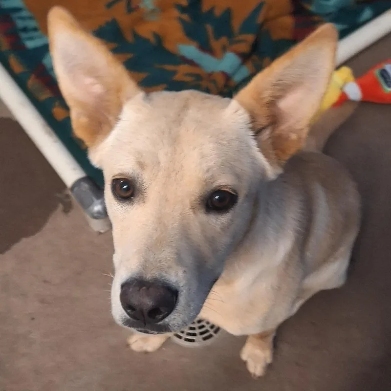 Nala thumbnail 5