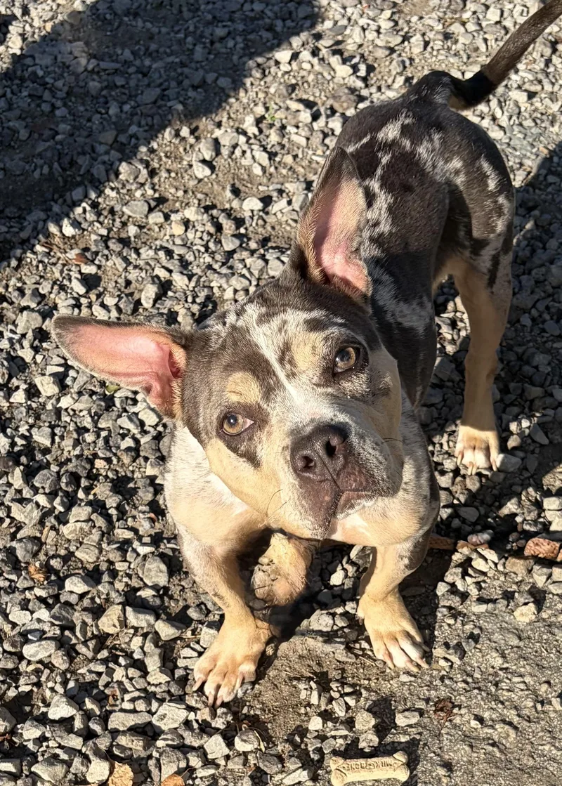 A young medium-sized female Merle (Blue) French Bulldog dog named Piper for adoption in McKeesport, PA