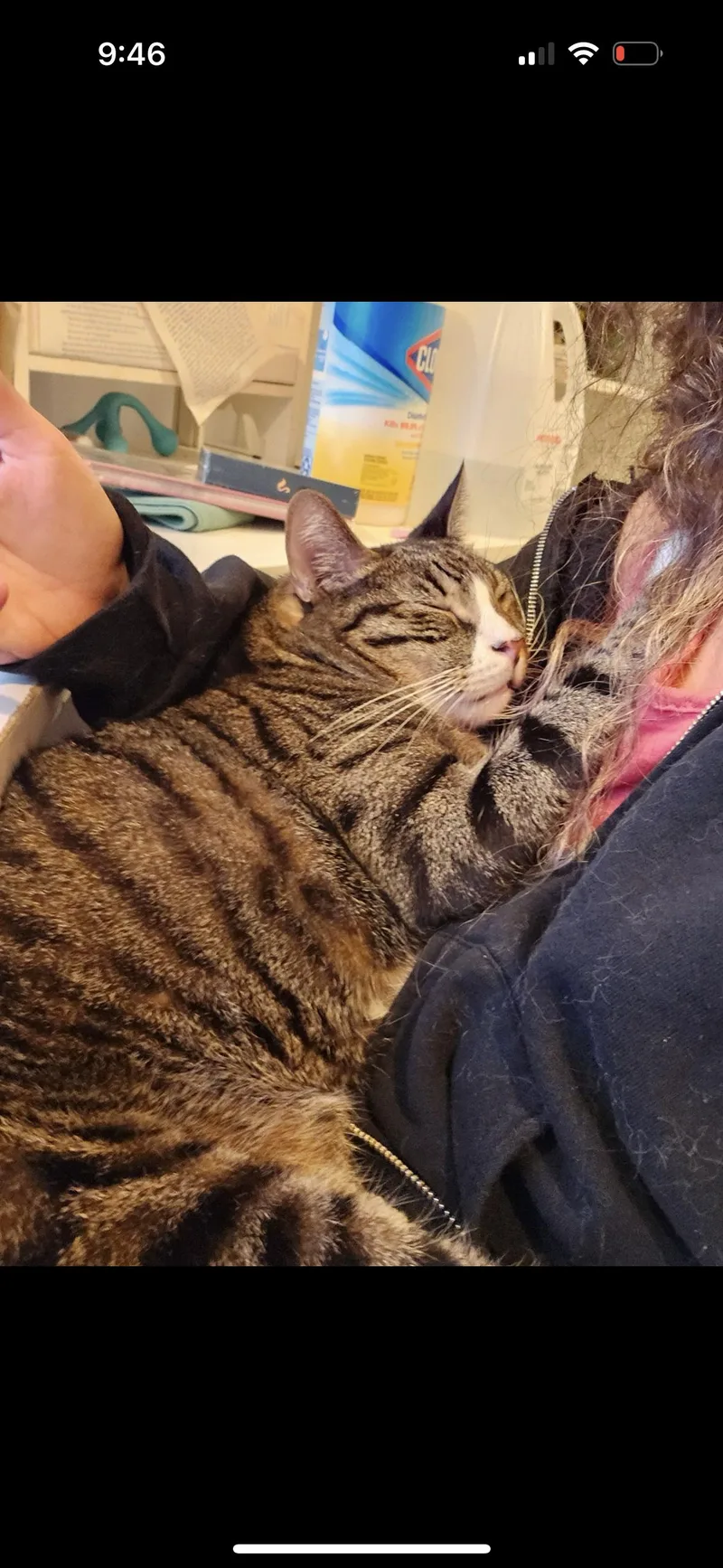 An adult medium-sized male Domestic Short Hair cat named Alfie for adoption in Los Angeles, CA