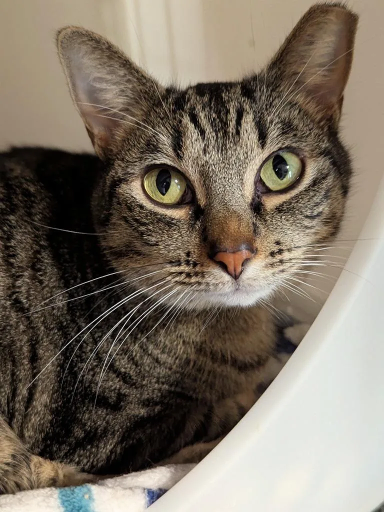 Ellie Aka Tiffany thumbnail 2