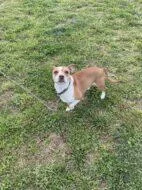 An adult medium-sized male Mixed Breed dog named Titan for adoption in West Chester, PA
