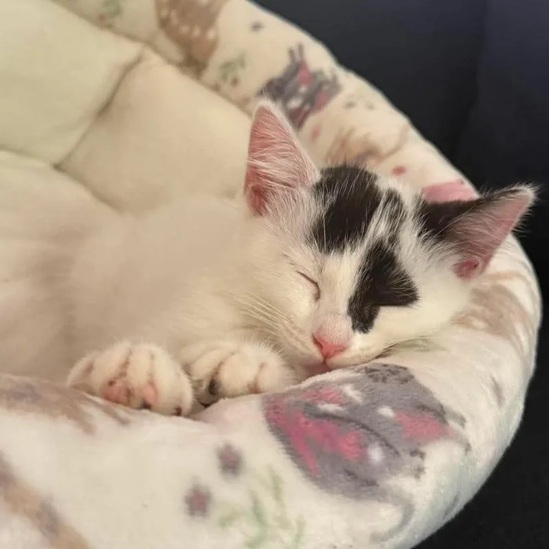 A baby small-sized female White Domestic Short Hair cat named Nutmeg for adoption in Hannibal, MO
