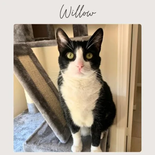 Willow thumbnail 2