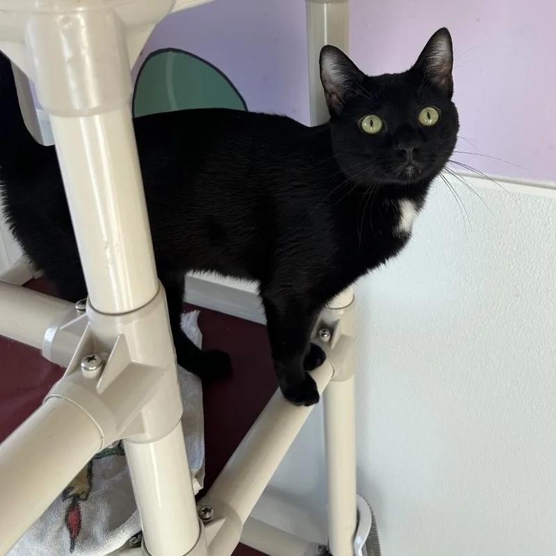 An adult medium-sized male Black Domestic Short Hair cat named Nirvana for adoption in Binghamton, NY