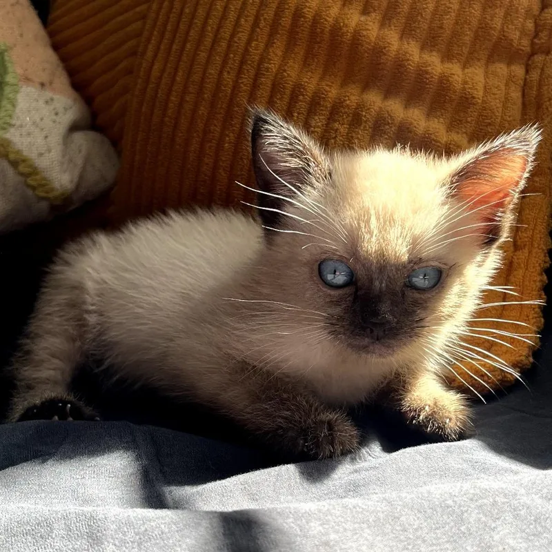 A baby small-sized male Lilac Point Siamese cat named Chai for adoption in Los Angeles, CA