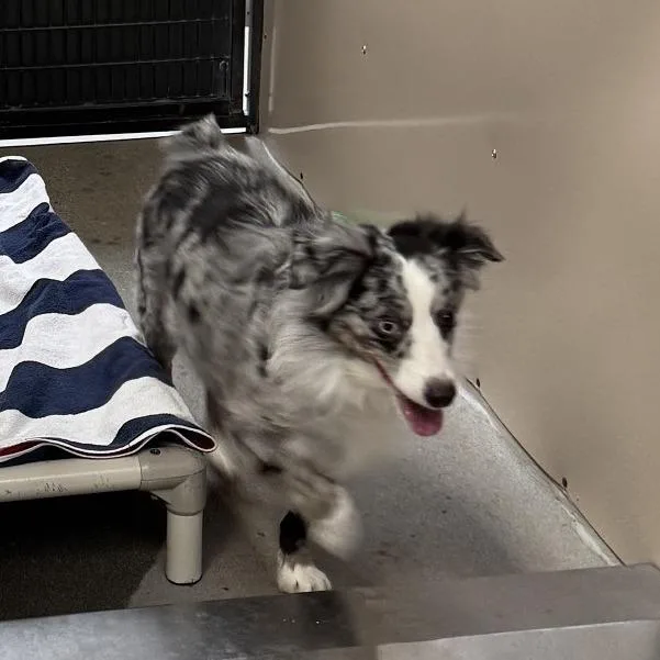 An adult medium-sized female Australian Shepherd dog named Olive for adoption in Murray, UT