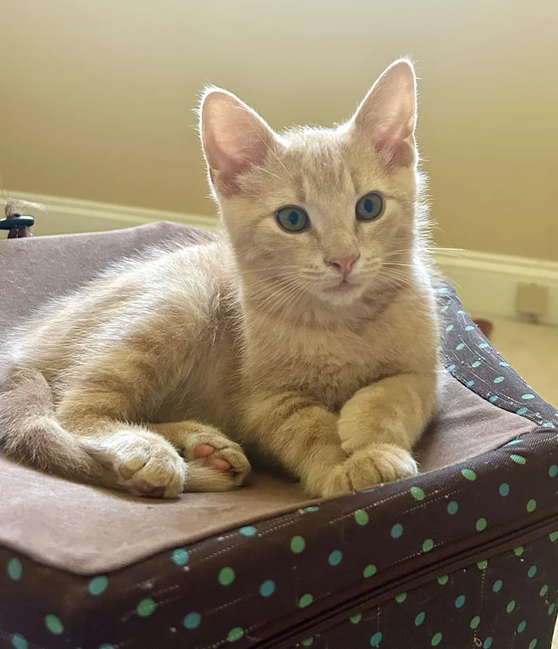 A baby medium-sized male Tabby (Orange / Red) Domestic Short Hair cat named Koko for adoption in Westfield, NJ