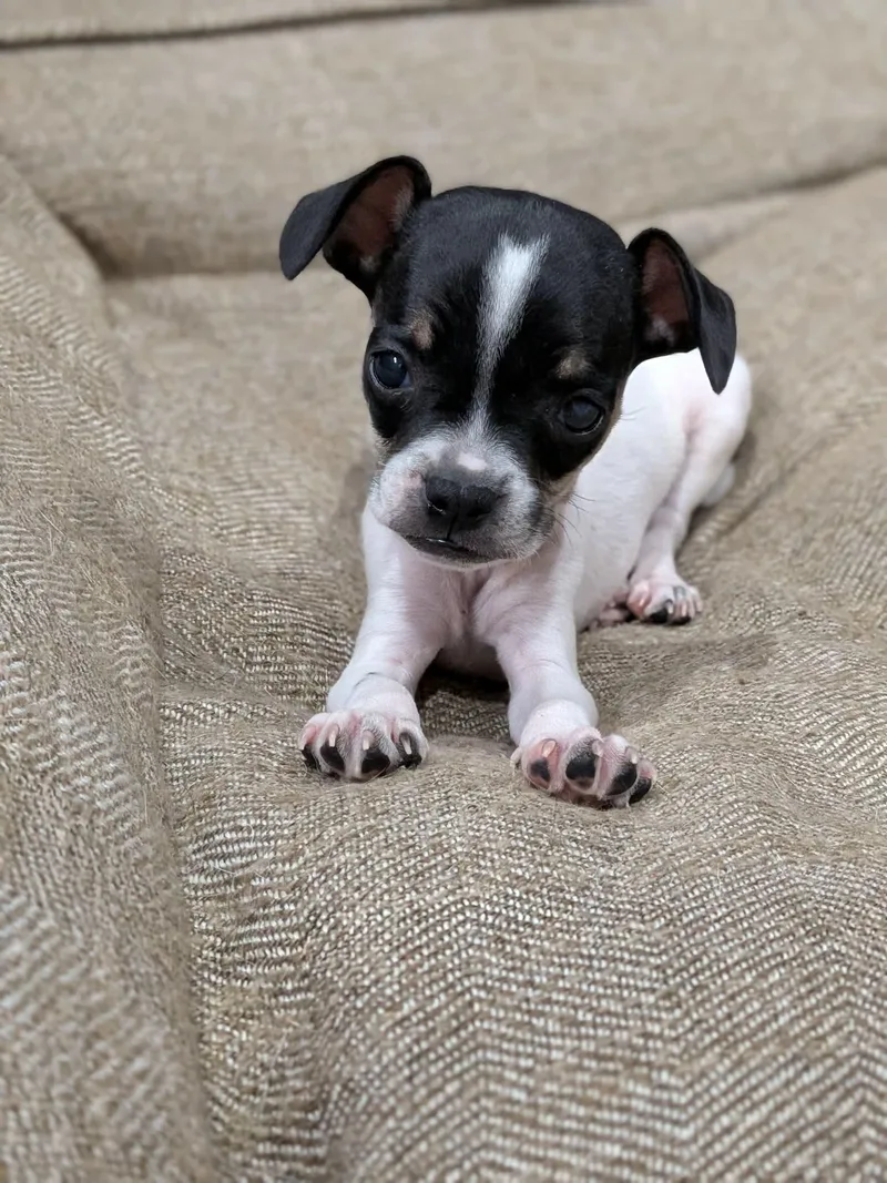 A young small-sized male Chihuahua dog named Bam Bam for adoption in Las Vegas, NV