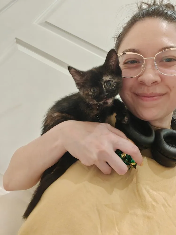 A baby small-sized female Domestic Short Hair cat named Skittles for adoption in Chicago, IL