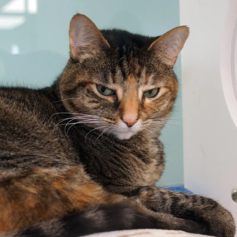 A senior medium-sized female Brown / Chocolate Extra-Toes Cat / Hemingway Polydactyl cat named Sofia for adoption in West Palm Beach, FL