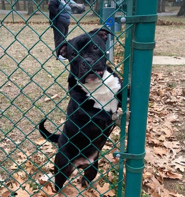 A young medium-sized male Black Boxer dog named Arlo Barkley for adoption in Andover, MA