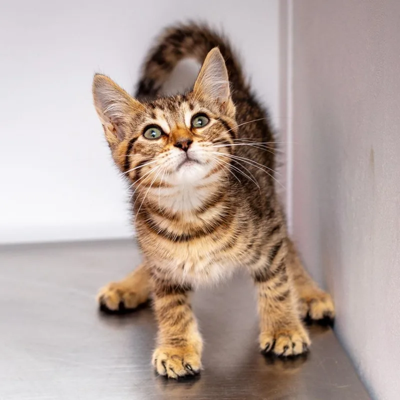 A baby small-sized male Gray / Blue / Silver Domestic Short Hair cat named Purrey for adoption in Hattiesburg, MS