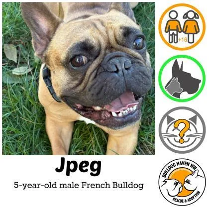 An adult medium-sized male Yellow / Tan / Blond / Fawn French Bulldog dog named Jpeg for adoption in Bonney Lake, WA