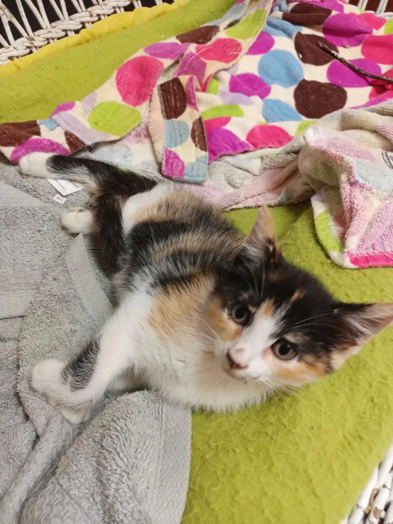 Petunia
