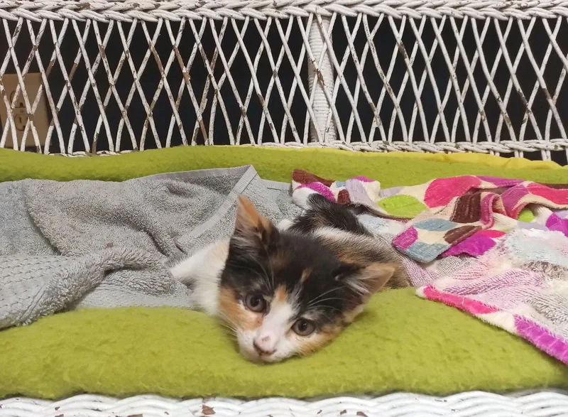 Petunia thumbnail 3