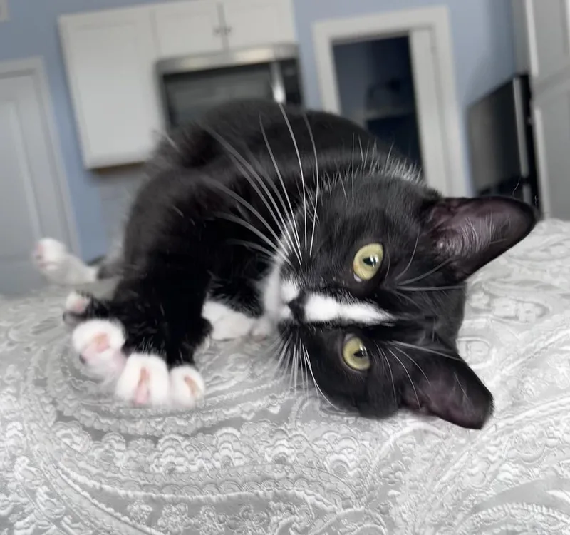 Mirabelle thumbnail 2