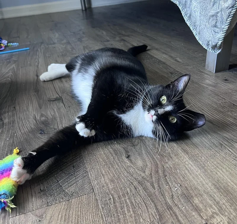 Mirabelle thumbnail 3