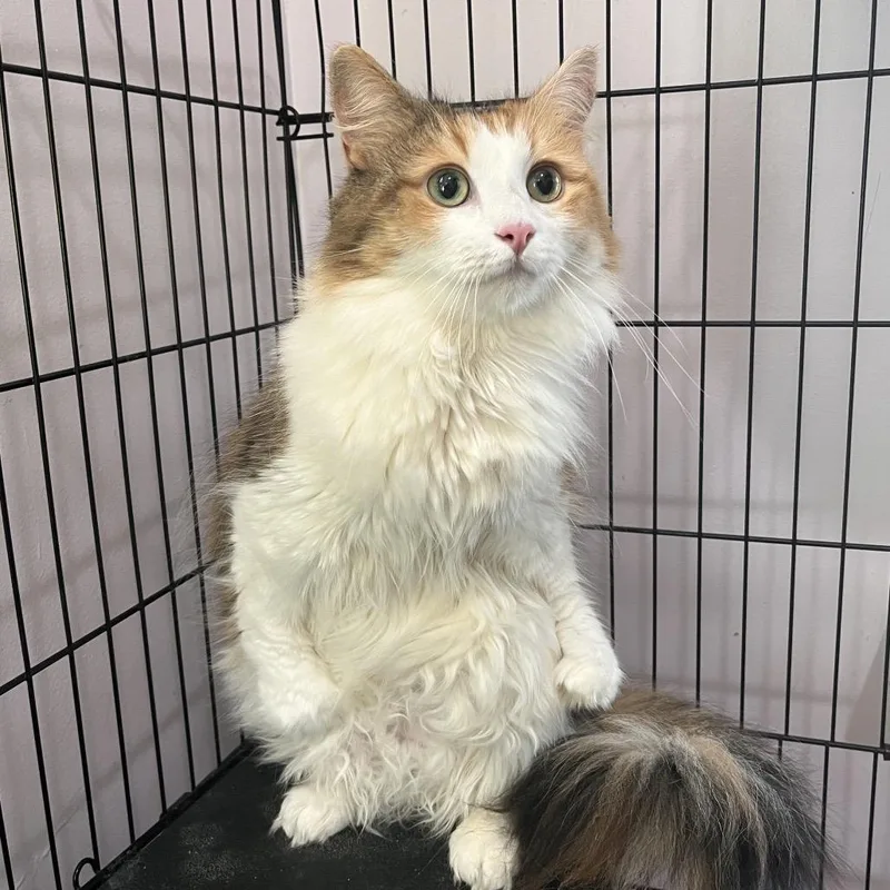 An adult large-sized female Torbie Domestic Medium Hair cat named Sastrei for adoption in Salisbury, MA