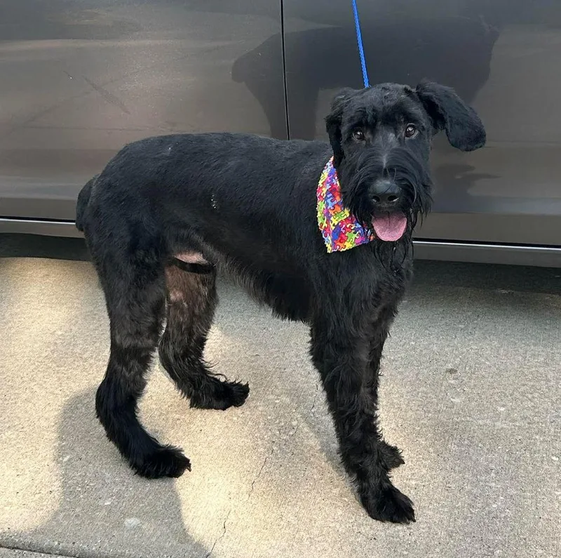 An adult large-sized male Giant Schnauzer dog named Milo for adoption in Barrington, IL