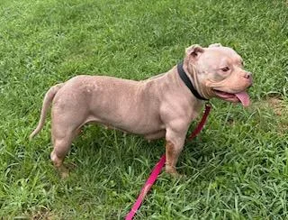 A young medium-sized female Gray / Blue / Silver Bulldog dog named Itty for adoption in Blue Springs, MO